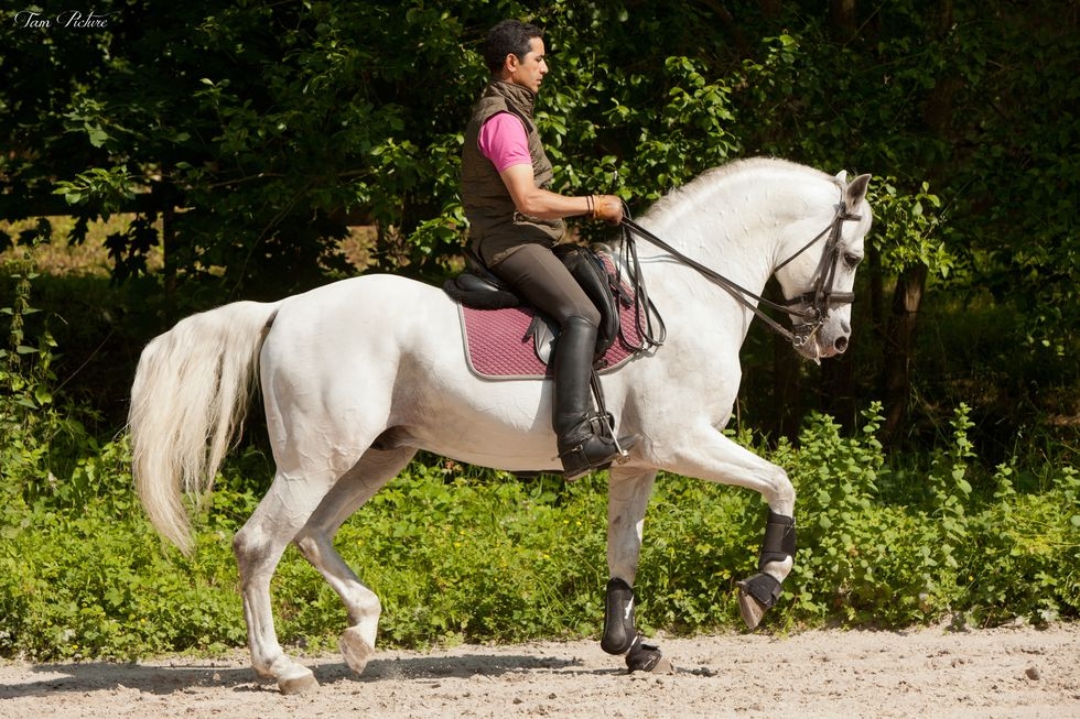Cours et stages sur chevaux dressés haute école